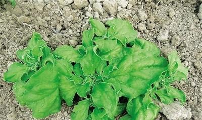 冰菜的种植技巧（掌握这些技巧）