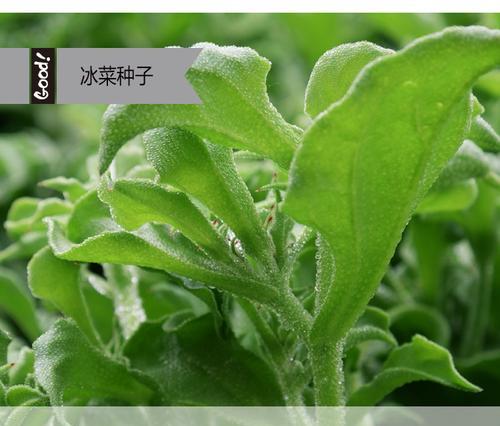 如何选择最佳时间种植冰菜种子（掌握最佳时机）