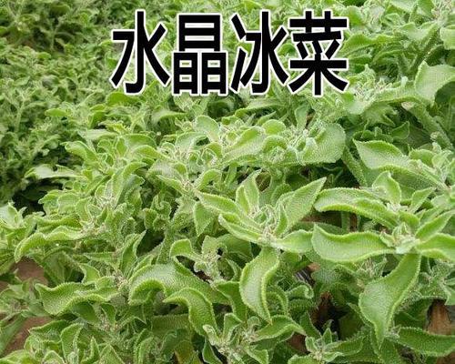 如何选择最佳时间种植冰菜种子（掌握最佳时机）