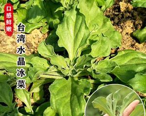 如何选择最佳时间种植冰菜种子（掌握最佳时机）