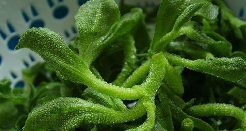 冰草是食用植物吗（冰草的食用价值及注意事项）