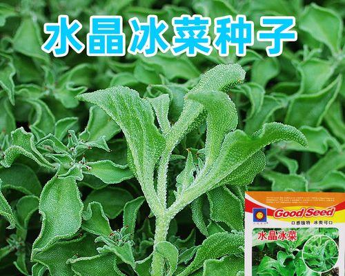 冬季美味的冰草菜谱（寒冬里的清爽美食）