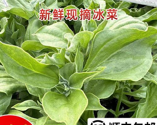 冬季美味的冰草菜谱（寒冬里的清爽美食）