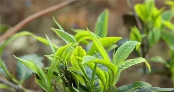 冰岛的茶文化与产业（探访北极圈内的小茶园）