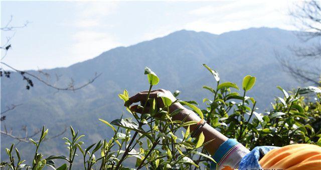 冰岛的茶文化与产业（探访北极圈内的小茶园）