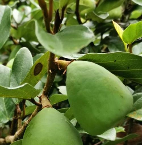 冰粉是什么植物（从外观到味道）