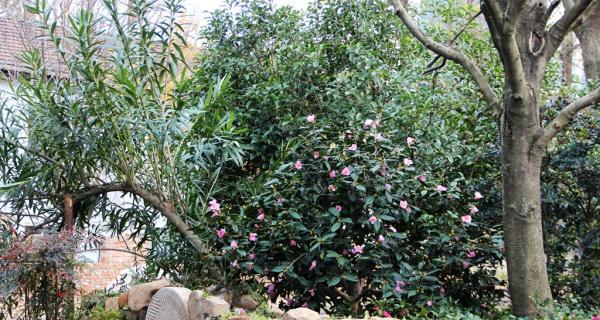 冰红茶浇花是好还是坏（从浇水方式）