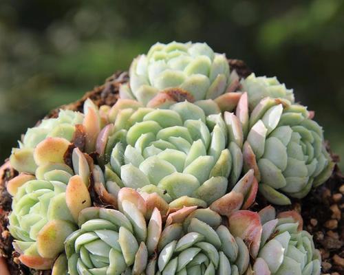 冰莓多肉繁殖指南（方法与注意事项）