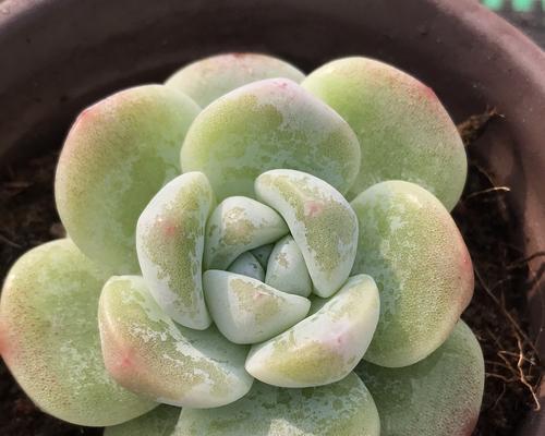 如何养殖出健康美观的冰玉多肉（关键是注意水分和光照）