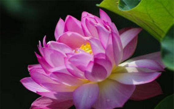 并蒂莲的花语（探寻并蒂莲所代表的含义与象征）