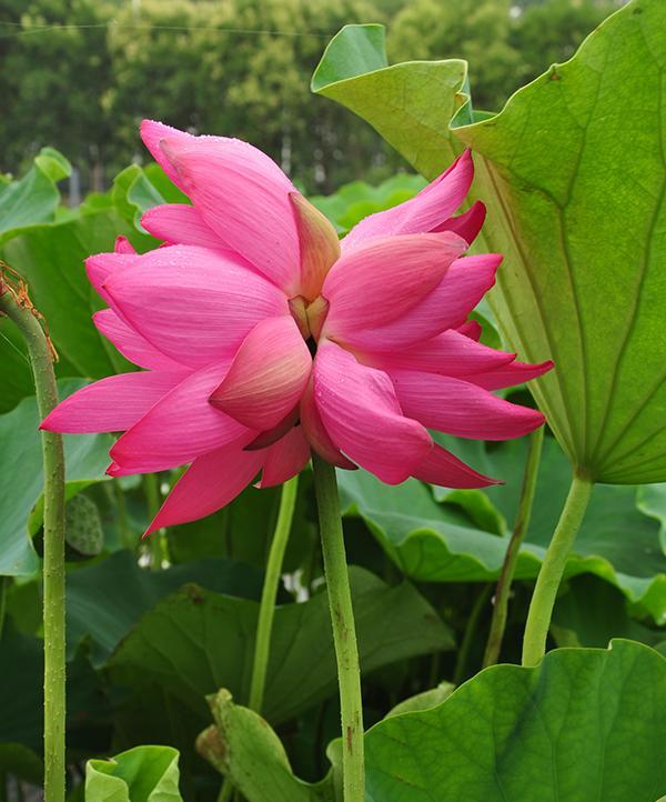 并蒂莲的花期和开花次数（探究并蒂莲的生长规律）