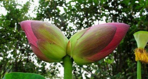 并蒂莲花开花时间解析（探究并蒂莲为什么同时开放、如何才能欣赏到）