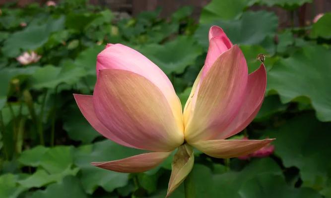 并蒂莲花开花时间解析（探究并蒂莲为什么同时开放、如何才能欣赏到）