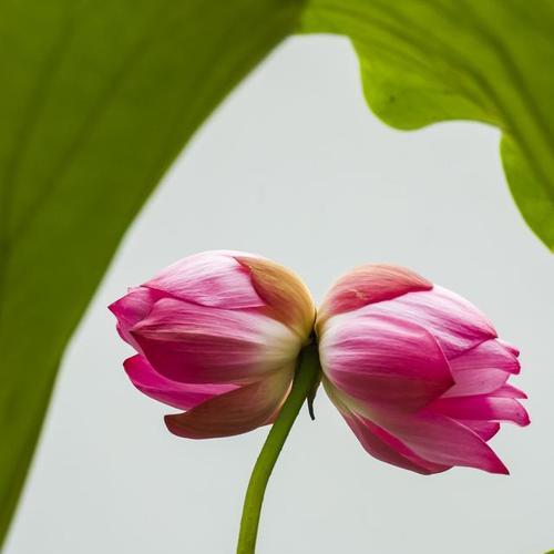 并蒂莲的神秘意义（揭开并蒂莲背后的文化符号）