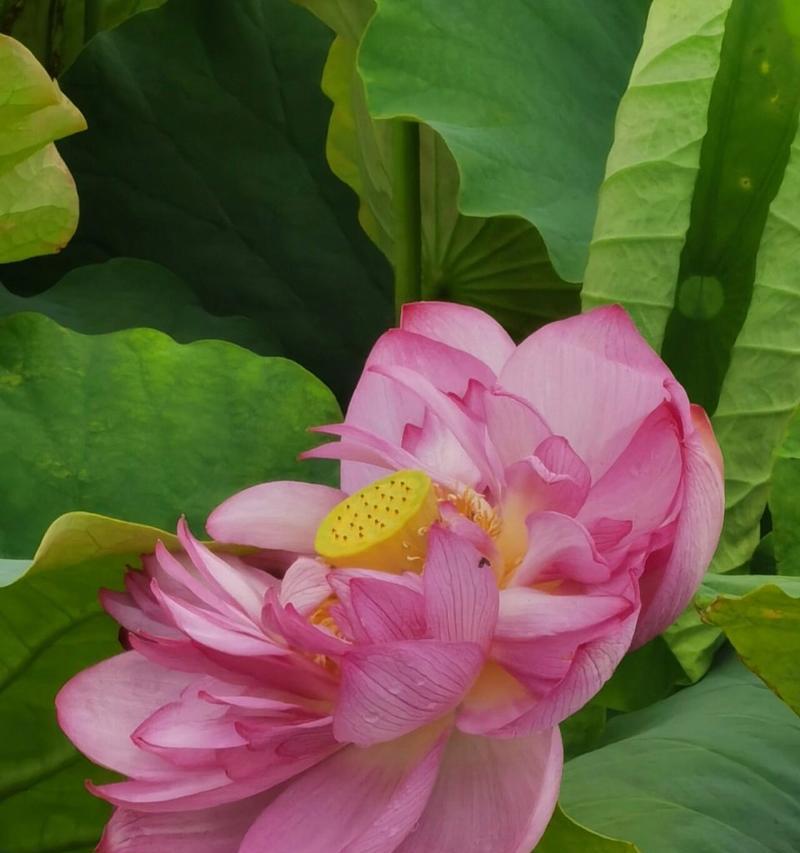 并蹄莲花的养护方法（如何让并蹄莲花长势旺盛）
