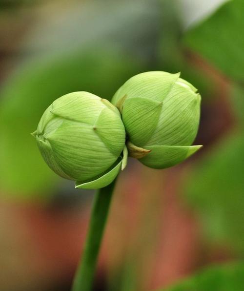 并蹄莲怎么养才能开花（种植技巧和注意事项）