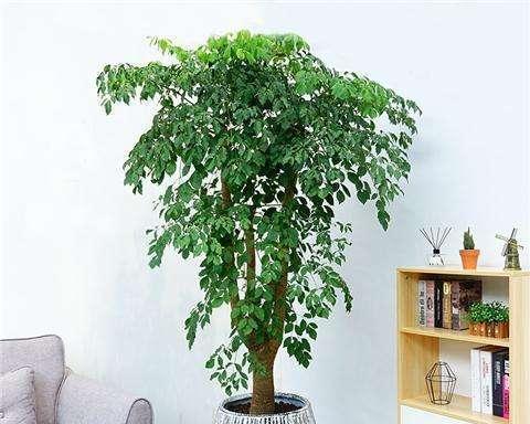 病房适合放什么植物（打造舒适宜人的医疗环境）
