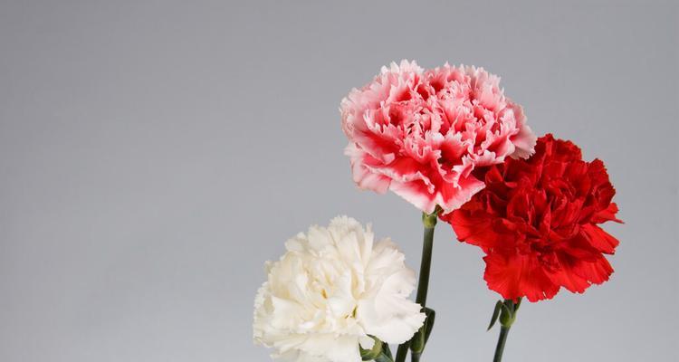送花应该如何慎重选择（探究病人送什么花合适）
