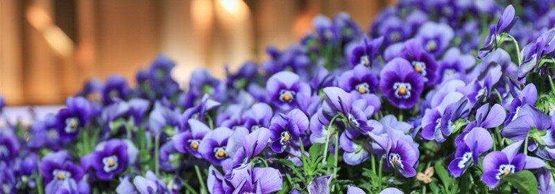 波兰国花——白蜡树花