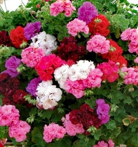 波兰国花——白蜡树花