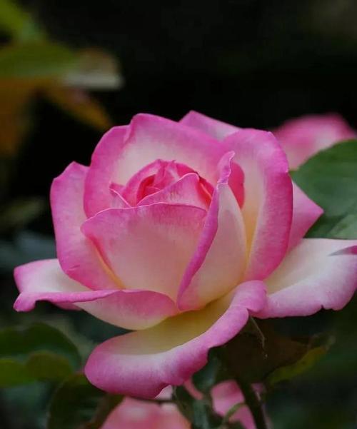 波路开花的寓意与花语（探寻海浪花的妙意）