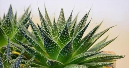 波露花的象征意义（从花卉语言到文化内涵的探究）
