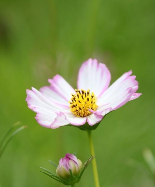 波斯菊——缤纷的花海（探寻波斯菊的多彩世界）