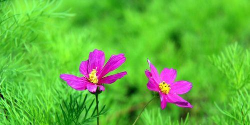 波斯菊——缤纷的花海（探寻波斯菊的多彩世界）