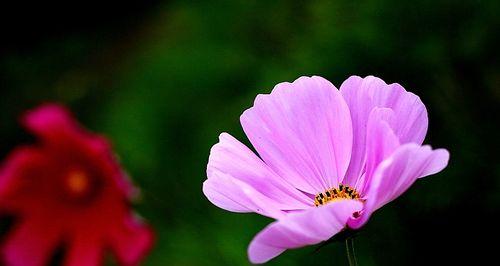 波斯菊——缤纷的花海（探寻波斯菊的多彩世界）