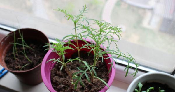 波斯菊的冬季护理（如何保护波斯菊免于冬季冻害）