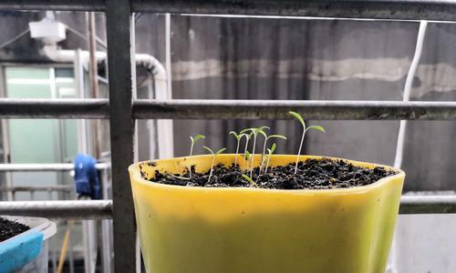 波斯菊种植技巧（如何浇水）