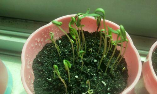 波斯菊种植技巧（如何浇水）