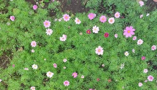 波斯菊种植技巧（如何浇水）