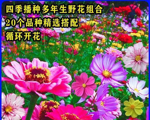 波斯菊花种子的种植技巧——让你轻松打造属于自己的花园