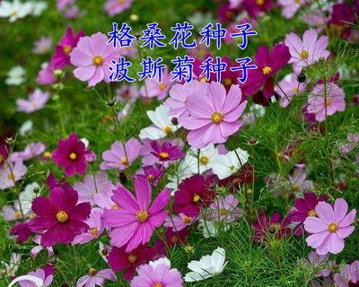 波斯菊花种子的种植技巧——让你轻松打造属于自己的花园