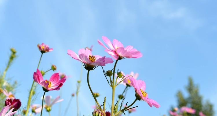 如何选择最佳波斯菊种植时间（掌握波斯菊种植季节）