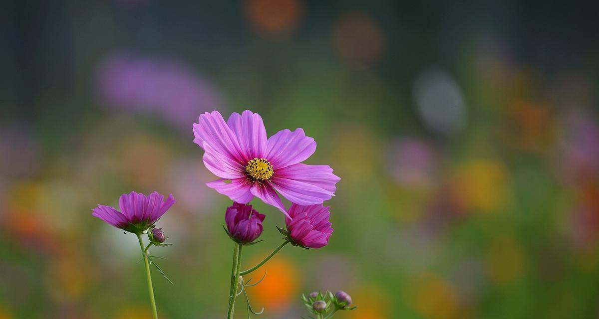波斯菊的生长特点与开花时间（一年中波斯菊开花几次）