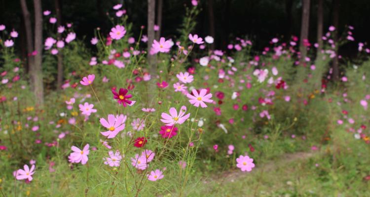 波斯菊——多年生还是一年生的植物（探究波斯菊的生命周期与栽培方法）