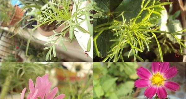 如何解决波斯菊徒长的问题（波斯菊的养护技巧与剪枝方法）