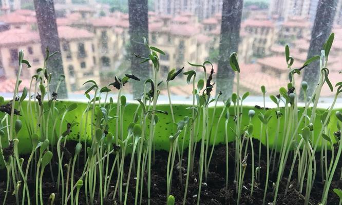 如何解决波斯菊徒长的问题（波斯菊的养护技巧与剪枝方法）