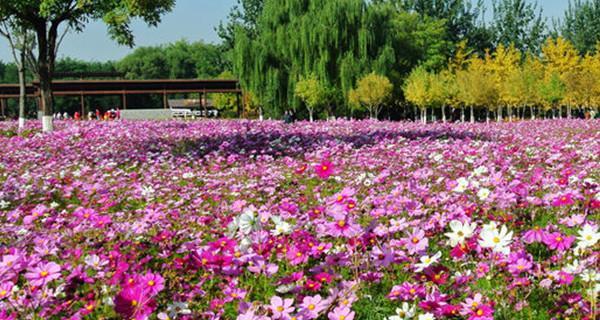 波斯菊喜肥，你知道该如何施肥吗（了解波斯菊的肥料需求）