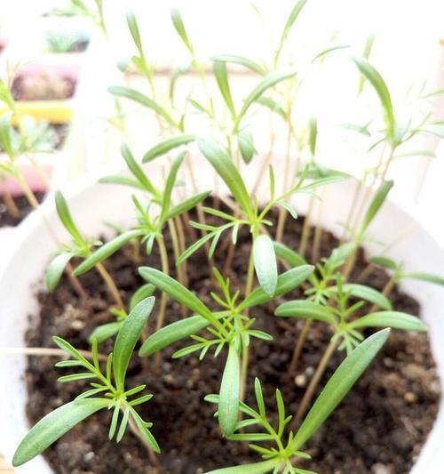 波斯菊喜阳还是喜阴（波斯菊是喜阳还是喜阴）