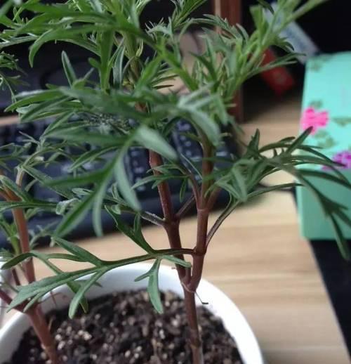 波斯菊养护指南（一盆种几颗）