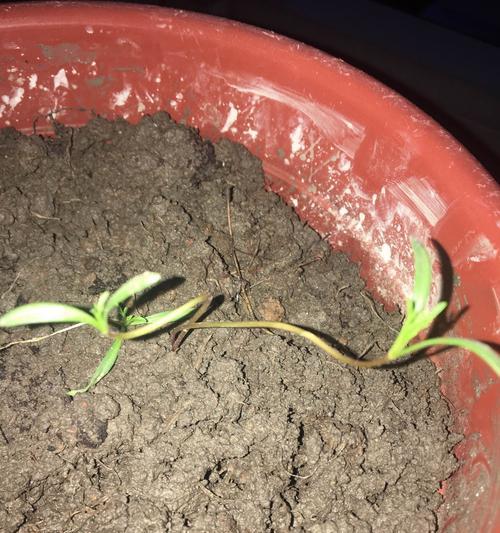 如何避免波斯菊幼苗徒长（防止波斯菊幼苗过度生长的方法与技巧）