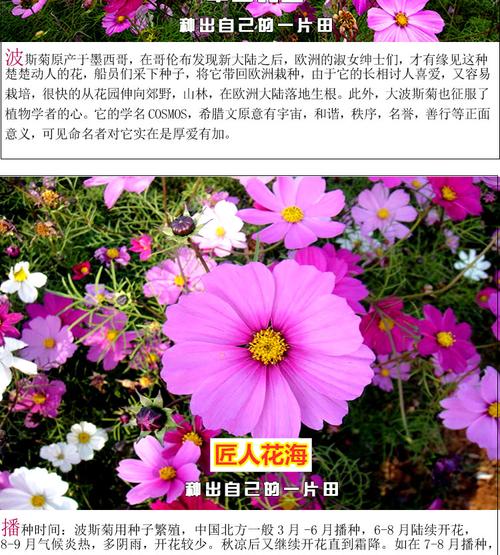 留种子技巧——波斯菊种植指南（种子选取）