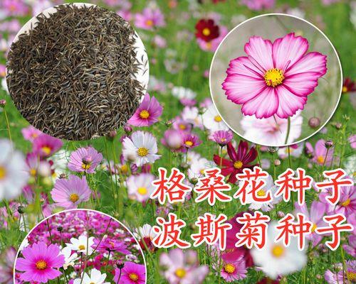 留种子技巧——波斯菊种植指南（种子选取）