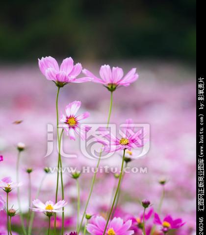 波斯菊养殖的技巧与方法（一步步教你如何养好波斯菊）