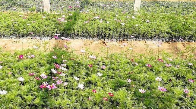 波斯菊的种植与管理（秋季最美的花）