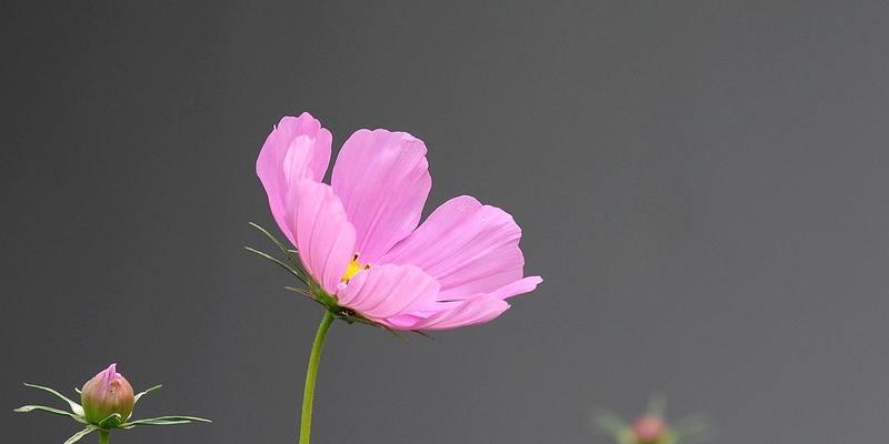 波斯菊种植与生长周期全攻略（时间）