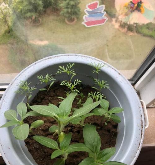 波斯菊种子的种植技巧（打造美丽花园的秘诀）